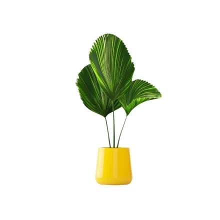 Houseplants